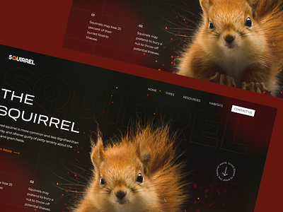 Website Design Concept - Squirrel graphic design landing page squirrel ui uiux website design