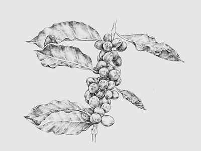 Coffee illustration