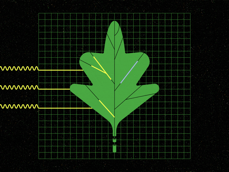 Photosynthesis 🌿 2d animation animation climate change energy gif illo illustration leaf motion motion design motion graphics nature photosynthesis plant shapes sustainability