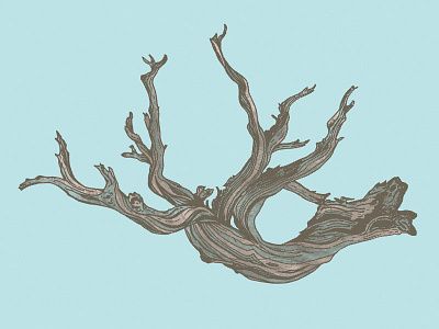 Driftwood Illustration art design drawing driftwood graphic design halftone illustration illustrator photoshop vector wood