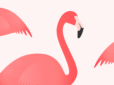 Flamingo bird flamingo flamingoes flightless illustration pink tropical