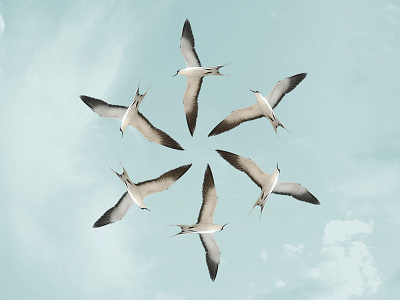 Sooty Terns design illustration
