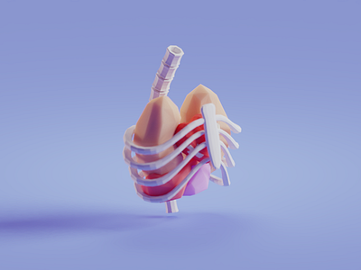 What's inside anatomy b3d blender body heart illustration isometric low poly lungs organs render