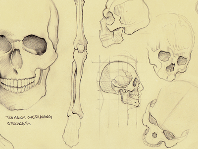 Skulls, Skulls drawing sketch skull