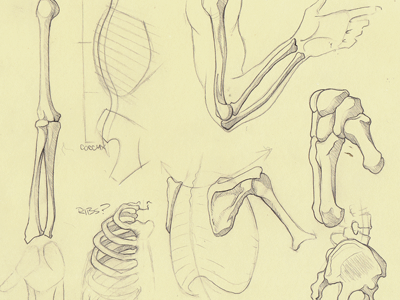 Bones bones drawing sketch