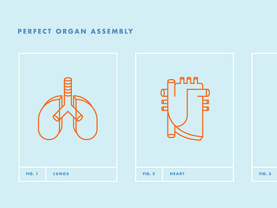 Perfect Organ Assembly anatomy heart lungs organs
