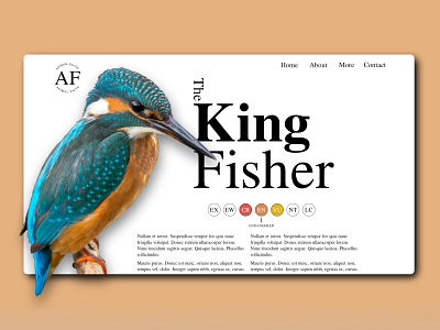 King Fisher Web Design