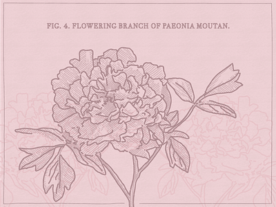Floral Friday floral illustration pencil texture peony pink texture
