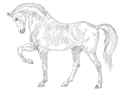 Horse illustration - Woodcut style practice