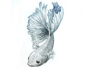 siamese fish art artline artwork draw drawing fish illustration moleskine pencil siamese sketch