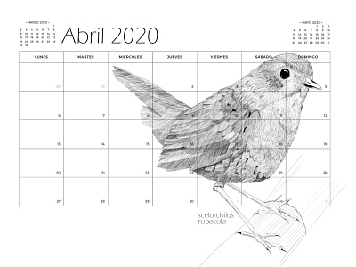 Calendario Aves "Conaf 2020" clipstudiopaint illustration wacom