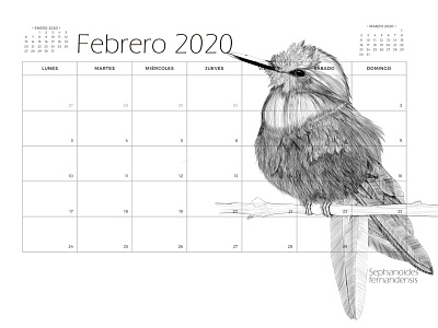 Aves 2 "Conaf 2020" clipstudiopaint digitalillustration illustration wacom