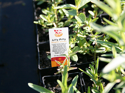 Bush to Bowl brand plant tag branding design logo nursery plants tag