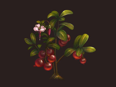 Cranberries cranberries forest game icon illustration
