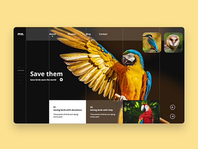 Birds Website UI design Concept