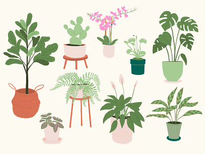 Plants cacti cactus fern fiddle leaf fig flowers fly trap illustration lily monstera orchid peace lily plants procreate