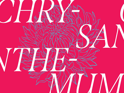 Chrysanthemum contrast flower layout serif typography