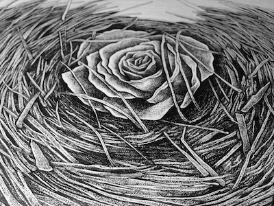 Round detail drawing illustration line nest rose stippling
