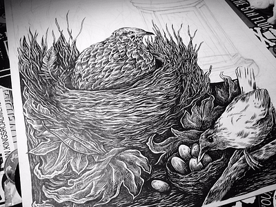 Quail art bird detail drawing illustration ink nest pen quail