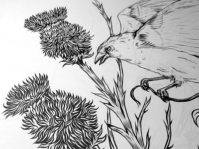 Thistle art bird botanical drawing illustration ink leaves plant thistle