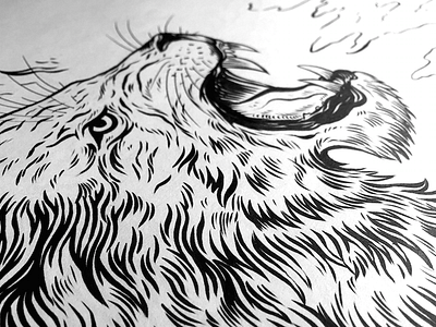 Roarrrrrrrrr art drawing fur illustration ink inking lion pen roar