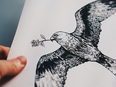 Red Kite art bird drawing illustration ink inking pen red kite rose