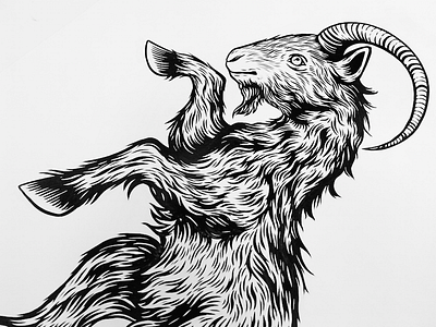 Capră art detail drawing goat illustration ink pen