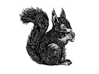 Squirrel animal art cute drawing illustration ink nature pen squirrel