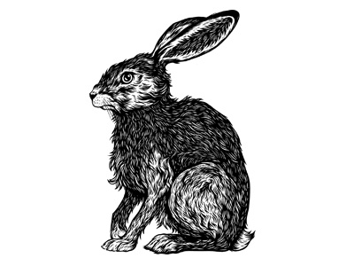 Hare animal drawing hare illustration ink inking line nature pen rabbit