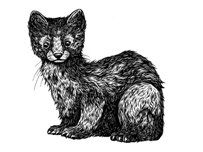 Pine Marten animal art drawing illustration ink nature pen pine marten woodland