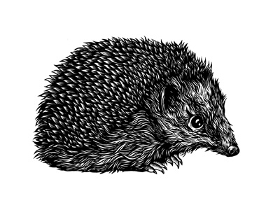 Hedgehog animal art drawing hedgehog illustration ink nature pen