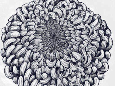 Chrysanthemum chrysanthemum flower illustration tattoo