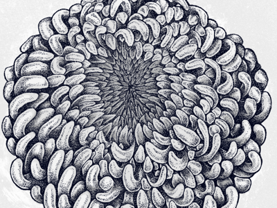 Chrysanthemum