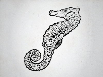 Seahorse illustration