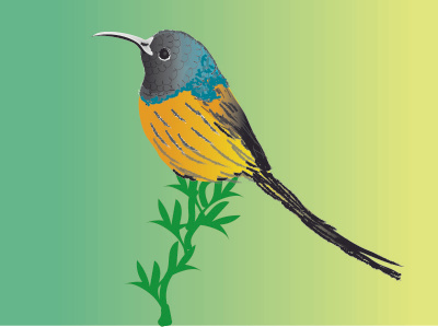 Illustration bird illustration vector
