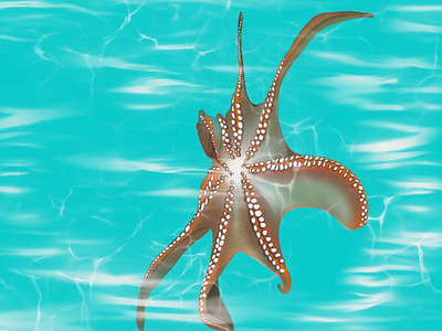 Starfish illustration procreate