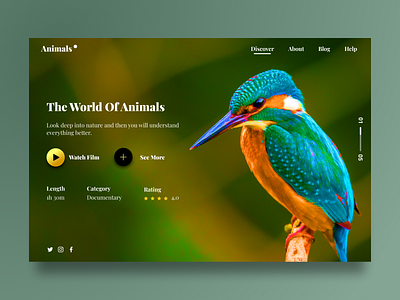 Animals - Website UI design daily ui design figma graphic design interface ui