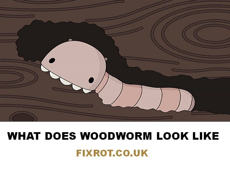 What Does Woodworm Look Like Fixrot.co.uk by Fixrot.co.uk on Dribbble