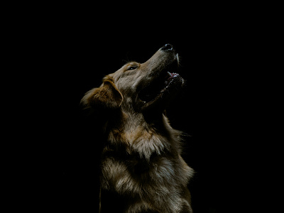 Graham the golden retriever. At night. dog photo