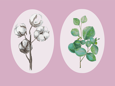 Cotton and Eucalyptus art branding design graphic design illustration logo vector