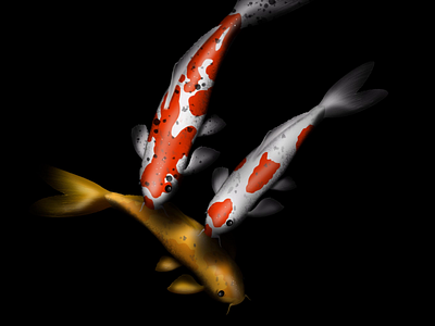 Realistic Koi Illustration animationdesign art fish illustration ipad koi orange painting procreate realistic sketching white yellow