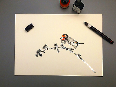 Goldfinch drawing golfinch handdrawing illustration ink lineart logoflow rapidograph