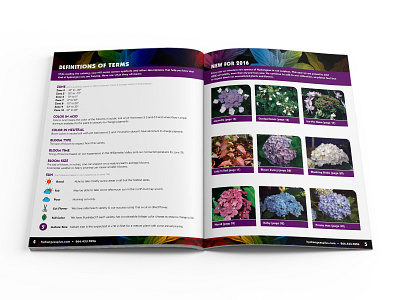 Hydrangeas Plus Catalog Spread 01