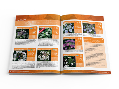 Hydrangeas Plus Catalog Spread 02 catalog design design editorial design print design