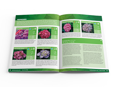 Hydrangeas Plus Catalog Spread 03 catalog design design editorial design print design