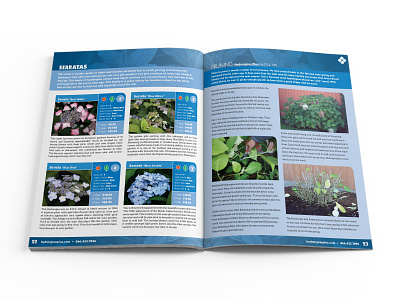 Hydrangeas Plus Catalog Spread 04 catalog design design editorial design print design