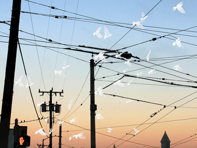 Pause birds dont walk pause powerlines seattle silhouette sky