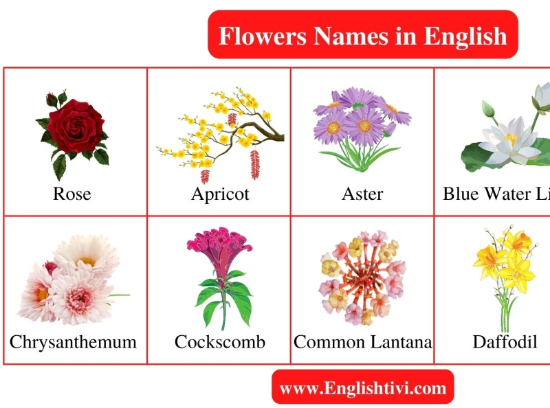 Flowers Name List of a Flowers Name in English by English tivi on Dribbble