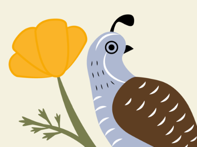 California Quail and Poppy bird california poppy quail