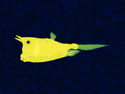 Longhorn Cowfish